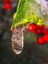 Icicle hanging from holly berry leaf in macro close up view