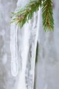 Icicle hanging from spruce branch Royalty Free Stock Photo