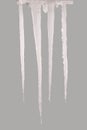 Icicle isolated on a grey Clipping path Royalty Free Stock Photo