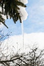 icicle from melting snow on branch of spruce Royalty Free Stock Photo