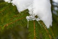 Icicle melts on a spruce branch in the spring forest Royalty Free Stock Photo