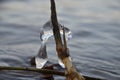 Icicle on a reed above the water on the background of waves Royalty Free Stock Photo