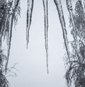 Icicle row and snowy birch branches at winter day,