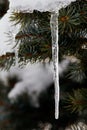 Icicle on Spruce Royalty Free Stock Photo