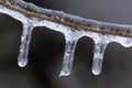 Icicle on Twig After Freezing Rain Royalty Free Stock Photo