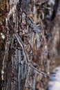 Icicle on a wall with branches