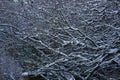 Icicle on a wall with branches