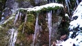 Icicled cliff with snow moss lichens foliage in closeup view Royalty Free Stock Photo