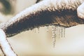 Icicles on branch over stream. Winter season Royalty Free Stock Photo