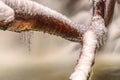 Icicles on branch over stream. Winter season Royalty Free Stock Photo