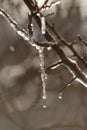 Icicles on the branches of a tree