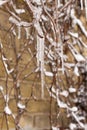 Icicles on the branches on a winter day. Freezing rain. First snow. Close-up Royalty Free Stock Photo