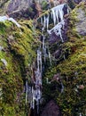 Icicles on cliff with moss natural artwork Royalty Free Stock Photo