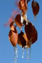 Icicles clinging to the leaves of a Wyoming tree