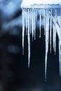 Icicles in cold blue light shining