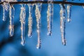 icicles dangling from tree Royalty Free Stock Photo