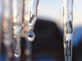 Icicles and a drop of meltwater in a rustic landscape in the sunset rays is a very close-up. Thaw and snow melting. The beginning Royalty Free Stock Photo