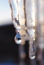 Icicles and a drop of meltwater in a rustic winter landscape in the sunset rays is a very close-up. Snow melting. The beginning of Royalty Free Stock Photo