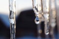 Icicles and a drop of meltwater in a rustic winter landscape in the sunset rays is a very close-up. Snow melting. The beginning of Royalty Free Stock Photo