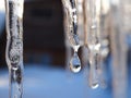 Icicles and a drop of meltwater in a rustic winter landscape in the sunset rays is a very close-up. Snow melting. The beginning of Royalty Free Stock Photo