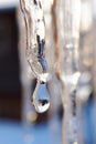 Icicles and a drop of meltwater in a rustic winter landscape in the sunset rays is a very close-up. Snow melting. The beginning of Royalty Free Stock Photo