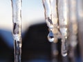 Icicles and a drop of meltwater in a rustic winter landscape in the sunset rays is a very close-up. Snow melting. The beginning of Royalty Free Stock Photo