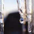 Icicles and a drop of meltwater in a rustic winter landscape in the sunset rays is a very close-up. Snow melting. The beginning of Royalty Free Stock Photo