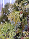 Icicles evergreen thuja branches close-up Icicles water ice leaves bush tree