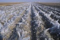 Icicles in a Field, Cuyama, California