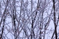 Icicles from first winter storm Royalty Free Stock Photo