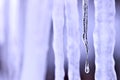 Icicles with focus on single melting icicle.