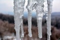 Icicles in the foreground against the winter landscape Royalty Free Stock Photo