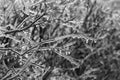 Ice Covered Branches After Ice Storm, Black and White Royalty Free Stock Photo