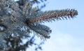 Icicles are formed on the branches of blue spruce after an ice storm in winter against the sky