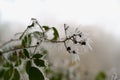 Icicles and frost on a bramble branch