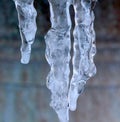 Icicles hang , winter theme