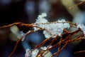 Icicles hanging from the branches resulting from the melting snow Royalty Free Stock Photo
