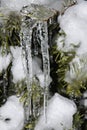 Icicles hanging from Christmas tree Royalty Free Stock Photo