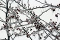 Icicles Hanging Down from Ice Encased Branches and Berries of a Prairie Fire Crabapple Tree Royalty Free Stock Photo