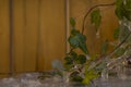 Icicles hanging down, thawing, with ivy the background.