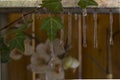 Icicles hanging down, thawing, with ivy and orchids in the background.