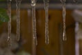 Icicles hanging down, thawing, with ivy and orchids in the background.