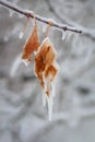 Icicles hanging from frost covered autumn leaves of an apple tree Royalty Free Stock Photo