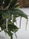Icicles hanging from green laurel leaves