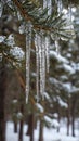 Icicles Hanging from Pine Branches in Winter Royalty Free Stock Photo