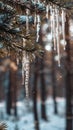 Icicles Hanging from Pine Branches in Winter Royalty Free Stock Photo