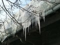 Icicles hanging from roof