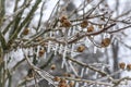 Icicles Hanging from Rose of Sharon Branches in Ice Storm