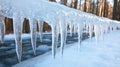 Icicles hanging from a snowy forest Royalty Free Stock Photo