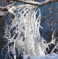 snow that looks like icicles hanging from trees in the sun Royalty Free Stock Photo
